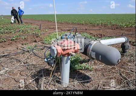 ISRAEL, Kibbuz Farm, Schlauchverlegung zur Tropfbewässerung mit recyceltem Abwasser aus Kläranlage / Kibuz Farm, legen von Schläuchen für Tröpfchenbewirtschaftung mit aufbereitetem Schmutzwasser aus einem Klärwerk Stockfoto