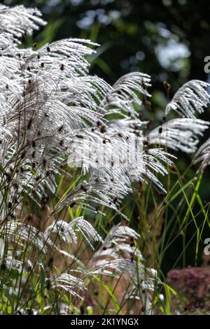 Ziergras Miscanthus sinensis 'Nishidake' - silbrig-weiße, gefiederte Blüten, die hoch über dem Laub gehalten werden Stockfoto