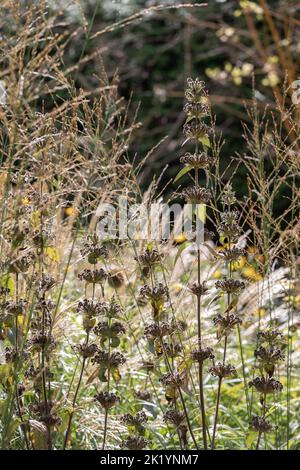 Spätsommer/Herbst-Keimköpfe von Phlomis tuberosa 'Amazone' (Salbeiblatt-Königskerze / Jerusalem Salbei) Stockfoto