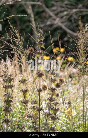 Spätsommer/Herbst-Keimköpfe von Phlomis tuberosa 'Amazone' (Salbeiblatt-Königskerze / Jerusalem Salbei) Stockfoto