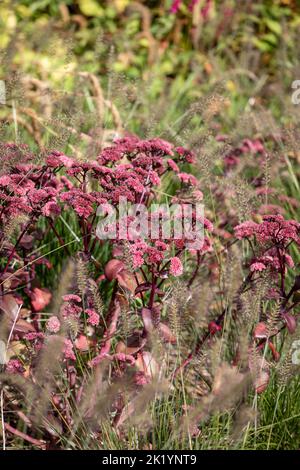 Pennisetum alopecuroides 'Ferkel' mit Hylotephium tephium (Atropurpureum Group) 'Purple Emperor', spätsommerblühende Pflanzkombination Stockfoto