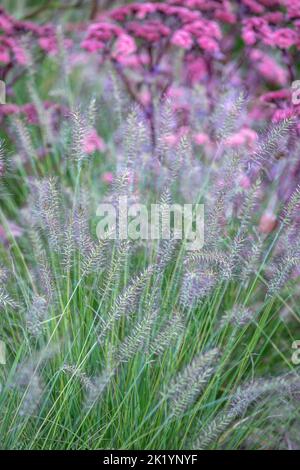 Pennisetum alopecuroides 'Ferkel' mit Hylotephium tephium (Atropurpureum Group) 'Purple Emperor', spätsommerblühende Pflanzkombination Stockfoto