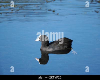 Im Herbst ernähren sich die Kooten kollektiver, obwohl alle dort lebenden Vögel für einen aggressiven Ausbruch offen sein können. Stockfoto