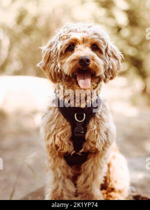 Cavapoo-Hund mit schwarzem Geschirr sitzt ruhig mit der Zunge nach außen und blickt geradeaus auf die Kamera. Hündin mit lockigen Pelz sitzt auf dem Stockfoto