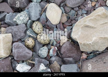 Austernfischer, Gelege, Nest, Ei, Eier, Gut getarnt zwischen Steinen am Strand, Austern-Fischer, Haematopus ostralegus, Austernfischer, Eurasische Auster Stockfoto