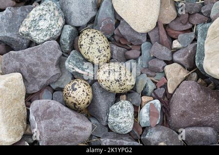 Austernfischer, Gelege, Nest, Ei, Eier, Gut getarnt zwischen Steinen am Strand, Austern-Fischer, Haematopus ostralegus, Austernfischer, Eurasische Auster Stockfoto