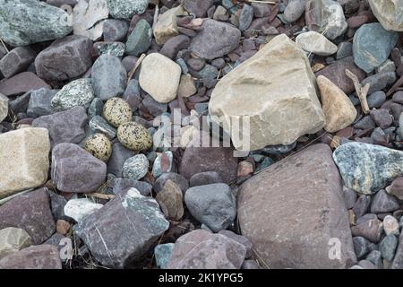 Austernfischer, Gelege, Nest, Ei, Eier, Gut getarnt zwischen Steinen am Strand, Austern-Fischer, Haematopus ostralegus, Austernfischer, Eurasische Auster Stockfoto