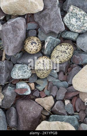 Austernfischer, Gelege, Nest, Ei, Eier, Gut getarnt zwischen Steinen am Strand, Austern-Fischer, Haematopus ostralegus, Austernfischer, Eurasische Auster Stockfoto