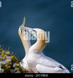 Paar Nordganets auf ihrem Nest, Bempton Cliffs, Yorkshire Stockfoto