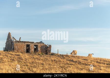 Aubrac Kühe auf einer trockenen Weide im Sommer. Aubrac, Frankreich. Stockfoto