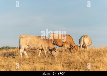 Aubrac Kühe auf einer trockenen Weide im Sommer. Aubrac, Frankreich. Stockfoto