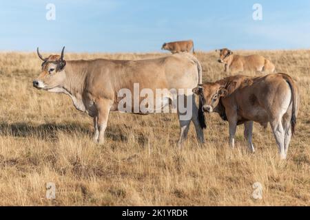 Aubrac Kühe auf einer trockenen Weide im Sommer. Aubrac, Frankreich. Stockfoto