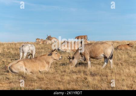 Aubrac Kühe auf einer trockenen Weide im Sommer. Aubrac, Frankreich. Stockfoto