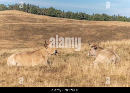 Aubrac Kühe auf einer trockenen Weide im Sommer. Aubrac, Frankreich. Stockfoto