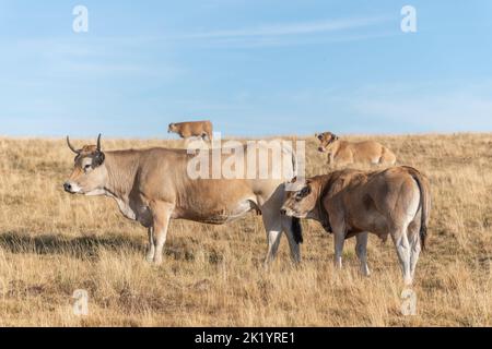 Aubrac Kühe auf einer trockenen Weide im Sommer. Aubrac, Frankreich. Stockfoto