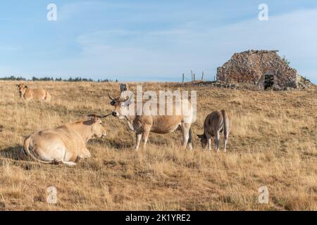 Aubrac Kühe auf einer trockenen Weide im Sommer. Aubrac, Frankreich. Stockfoto