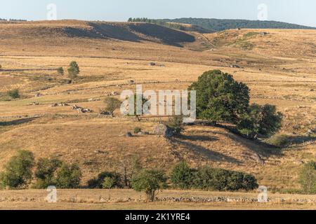 Landschaft in Aubrac im Sommer, inspirierend, unendlich, bezaubernd, magisch, Friedlich, bezaubernd. Cevennes Frankreich. Stockfoto