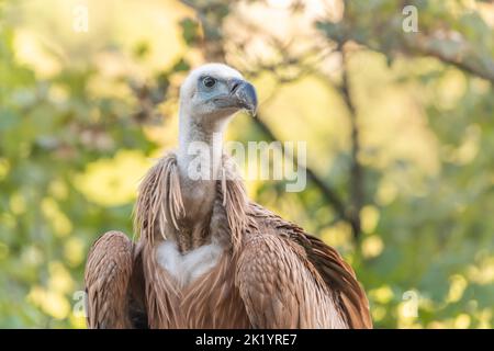 Der junge Gänsegeier (Gyps fulvus), der auf dem Boden gefunden wurde, nachdem er sein Nest das erste Mal verlassen hatte. Cevennes, Frankreich. Stockfoto