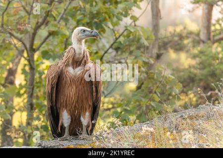 Der junge Gänsegeier (Gyps fulvus), der auf dem Boden gefunden wurde, nachdem er sein Nest das erste Mal verlassen hatte. Cevennes, Frankreich. Stockfoto