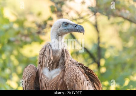 Der junge Gänsegeier (Gyps fulvus), der auf dem Boden gefunden wurde, nachdem er sein Nest das erste Mal verlassen hatte. Cevennes, Frankreich. Stockfoto