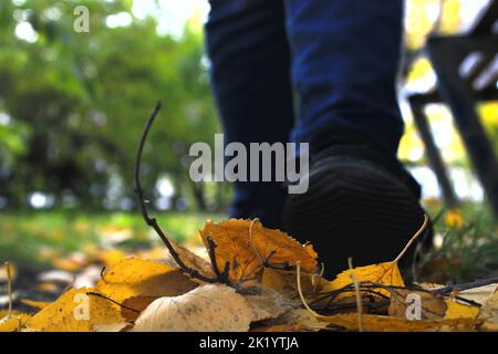 Damenbeine in blauen Jeans und schwarzen Sneakers vor dem Hintergrund der Herbstblätter gelb-orange. Unscharfer Hintergrund. Stockfoto