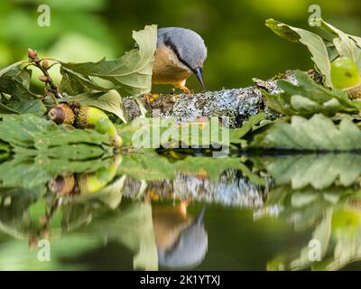 Aberystwyth, Ceredigion, Wales, Großbritannien. 21. September 2022. Der erste Herbsttag und ein europäischer Aktatch (Sitta europaea) ist auf Nahrungssuche am Rande eines Gartenpools in Mittelwales. Quelle: Phil Jones/Alamy Live News Stockfoto