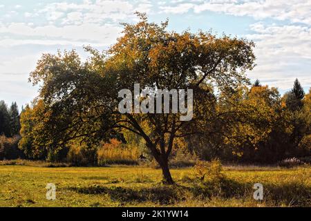 Ein großer Baum mit gelben Blättern aus der Nähe vor dem Hintergrund eines Mischwaldes. Herbstlandschaft. Stockfoto