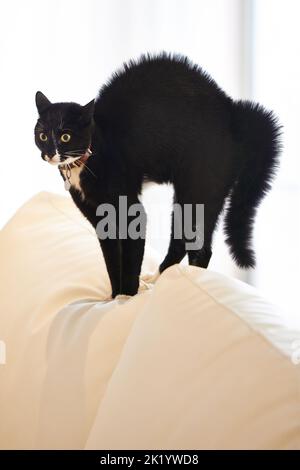 Einige würden sagen, shes Pech gehabt. eine schwarze Katze, die auf einem Sofa steht. Stockfoto