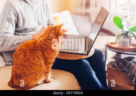 Ginger Katze fühlt sich einsam, während sein Meister online von zu Hause aus mit dem Computer arbeitet. Neugieriges Haustier, das auf den Bildschirm des Laptops schaut Stockfoto