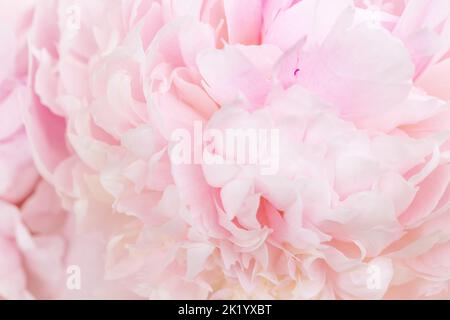 Unscharf Unschärfe rosa Pfingstrose Blütenblätter, abstrakte Romanze Hintergrund, Pastell und weiche Blume Karte. Stockfoto