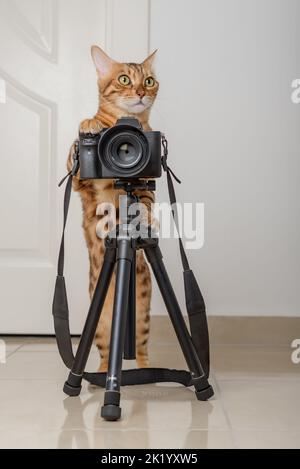 Bengalkatze - ein Fotograf fotografiert mit einer Kamera auf einem Stativ im Haus. Stockfoto