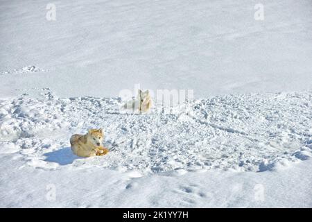 Schlittenhunde in der Stadt Ilulissat - Grönland. Schlittenhund - 7000 Schlittenhunde in der Stadt Ilulissat, in der Stadt mit einer Bevölkerung von 4500 Menschen, Grönland Stockfoto
