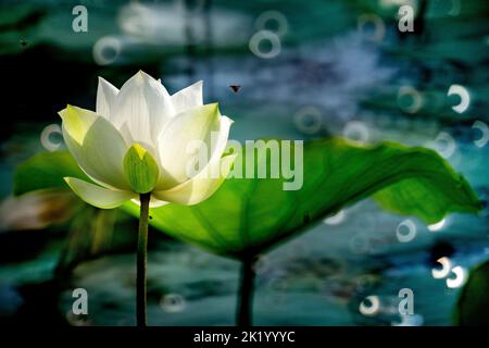 Lotusblume in voller Blüte im See Stockfoto