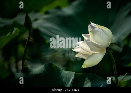 Lotusblume in voller Blüte im See Stockfoto