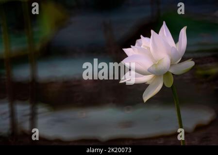 Lotusblume in voller Blüte im See Stockfoto