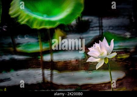 Lotusblume in voller Blüte im See Stockfoto