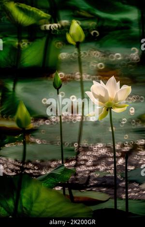 Lotusblume in voller Blüte im See Stockfoto