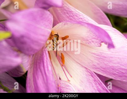 Die Banded Hoverfly ist ein häufiges Insekt im Sommer in Großbritannien. Sie sind ausgezeichnete Mimik von Wespen noch harmlos und sind starke Flieger. Stockfoto