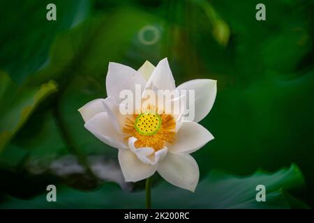 Lotusblume in voller Blüte im See Stockfoto
