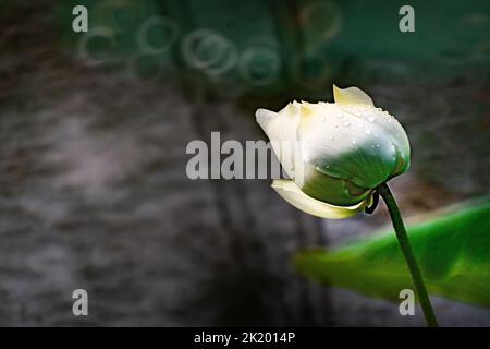 Lotusblume in voller Blüte im See Stockfoto
