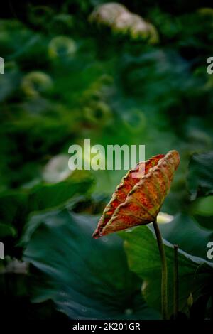 Einfarbige Lotusblume im See Stockfoto