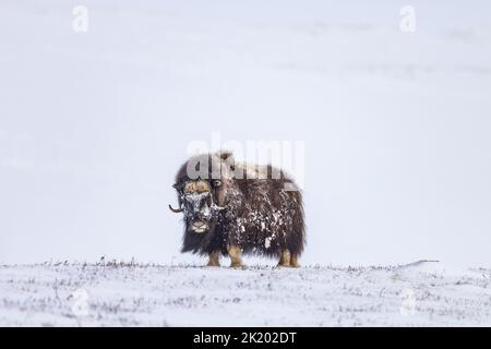 Moschusochsen im Winter Stockfoto