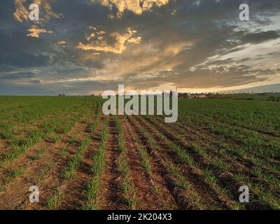 Zuckerrohr Plantage Farm Sonnenuntergang usine im Hintergrund Stockfoto