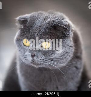 Sehr schöne graue Katze mit gelben Augen und pelzigen. Ruhige Tieraussich. Stockfoto