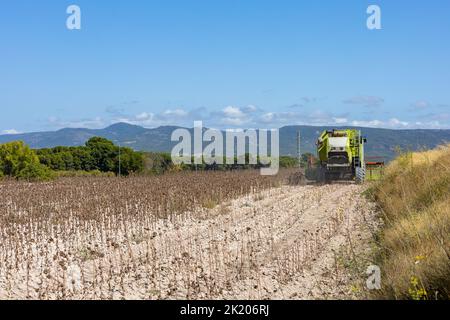 Erntemaschine Ernte Sonnenblumenfeld. Extraktion von Sonnenblumenkernen für die Produktion von Sonnenblumenk Stockfoto