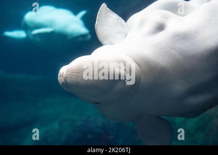 Beluga-Wale (Delphinapterus leucas) im Georgia Aquarium in der Innenstadt von Atlanta, Georgia. (USA) Stockfoto