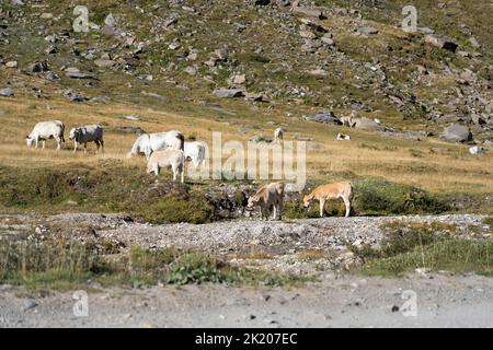 Eine Gruppe von Kalbskälbern und Kühen, die auf dem Berg grasen Stockfoto