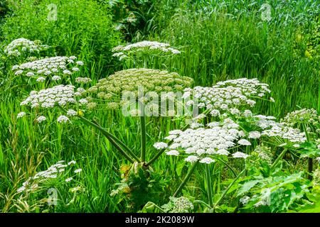 Weiße Blüten auf der Wiese, Heracleum sphondylium, allgemein bekannt als Hogweed, gewöhnliches Hogweed oder Kuh Pastnip Wildblumen des Feldes Stockfoto