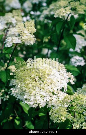 Rosa-weiße Blütenstände der paniculata hortensia Hydrangea paniculata der Sorte Vanille Fraise mit einem leichten grünlichen Farbton. Stockfoto