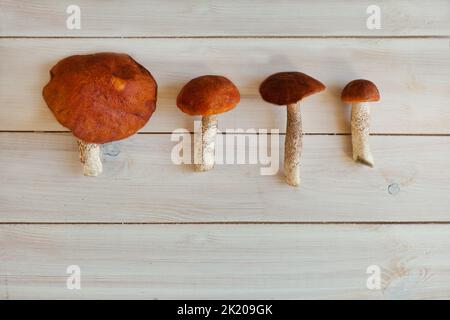 Verschiedene Größe von Boletus auf Holztisch in einer Reihe, köstliche Gourmet-Steinpilze, topview Stockfoto